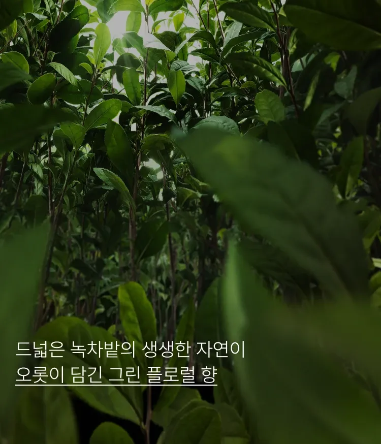 집 안 공기에 은은한 그린티 향으로 공간 전체를 감성적으로 채우는 이니스프리 아일 넘버 홈 프래그런스 그린티에썽스. 은은한 향과 감성으로 힐링까지 채워주는 프래그런스