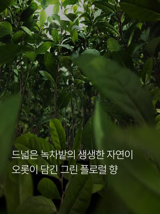 싱그럽고 풍성하게 피어나는 그린 플로럴 향으로 공간에 생기를 불어넣는 새로운 향 리추얼을 경험할 수 있는 홈 프래그런스